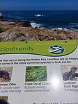 Hermanus