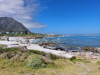 Hermanus