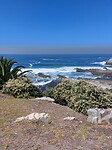 Hermanus