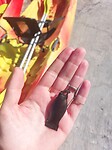 Shark egg