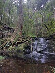 Magic forest in Wild Spirit backpackers