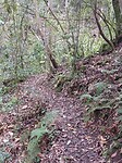 Magic forest