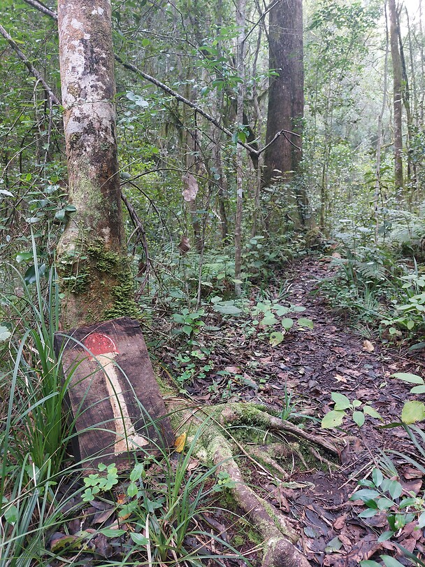 Magic forest