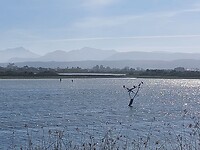 Sedgefield