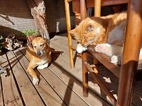 Cutiepies