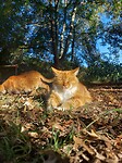 Aslan