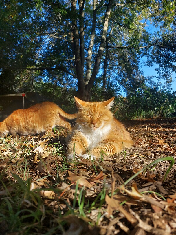 Aslan