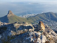 Lions head vanaf de Tafelberg