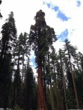 Sequoia bomen in Yosemity