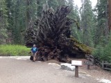 Omgevallen Sequoia boom