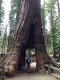 Tunnel tree