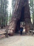 Tunnel tree
