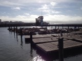 pier 39 vol met zeeleeuwen