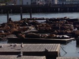 Pier 39