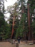 Bij de Grizzly boom in Yosemity