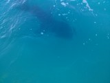 Whaleshark!!! Deze was 4 meter lang
