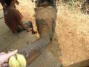 Onze ondeugende olifant