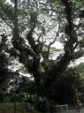 Grote oude boom - Singapore