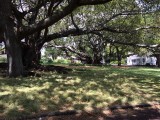 Albert park