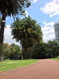 Albert park