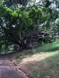 Albert park