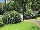 Albert park