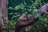 NZ gekko's!