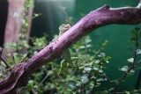 NZ gekko's!