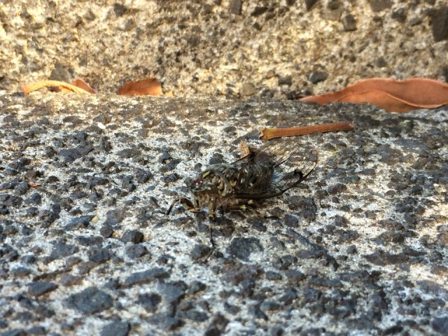 Raar beest gevonden :o