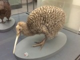 Kiwi!