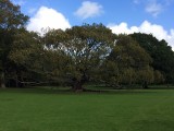 Nog een toffe boom bij One Tree Hill