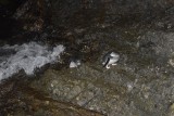 Sorry voor de flash pinguins :$