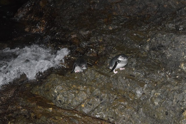Sorry voor de flash pinguins :$