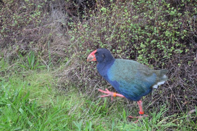 Takahe die met ons mee rent :p