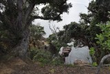 Tiritiri Matangi