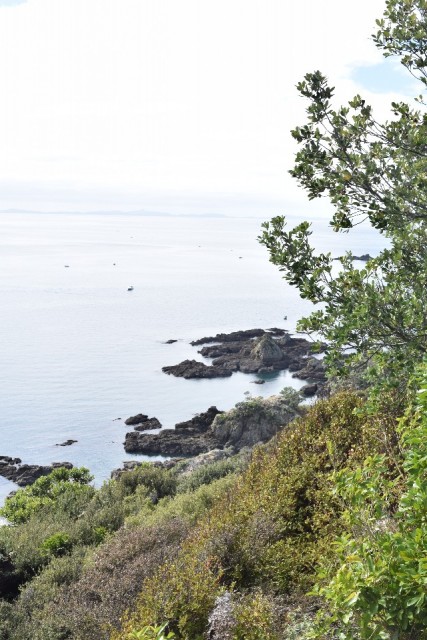 Tiritiri Matangi