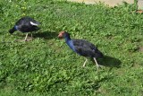 Pukeko