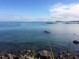 Tiritiri Matangi