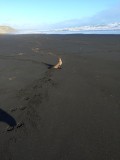 Zeehondje onderweg