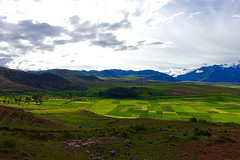 green lands