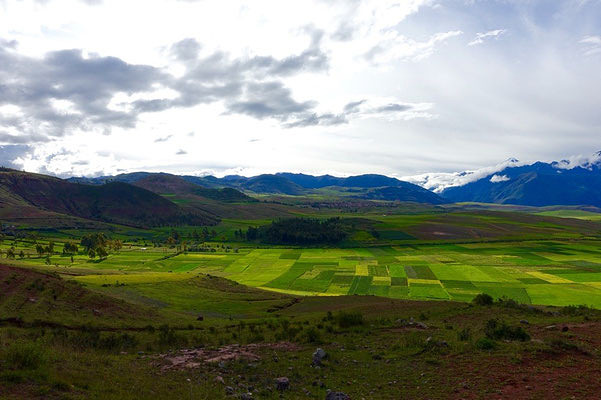green lands