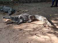Crocodile pool