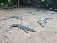 Crocodile pool