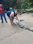 Crocodile pool