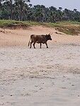 Koe op het strand