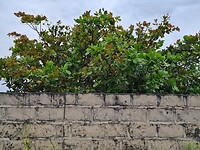 Cashew tree