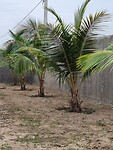 Coconut tree
