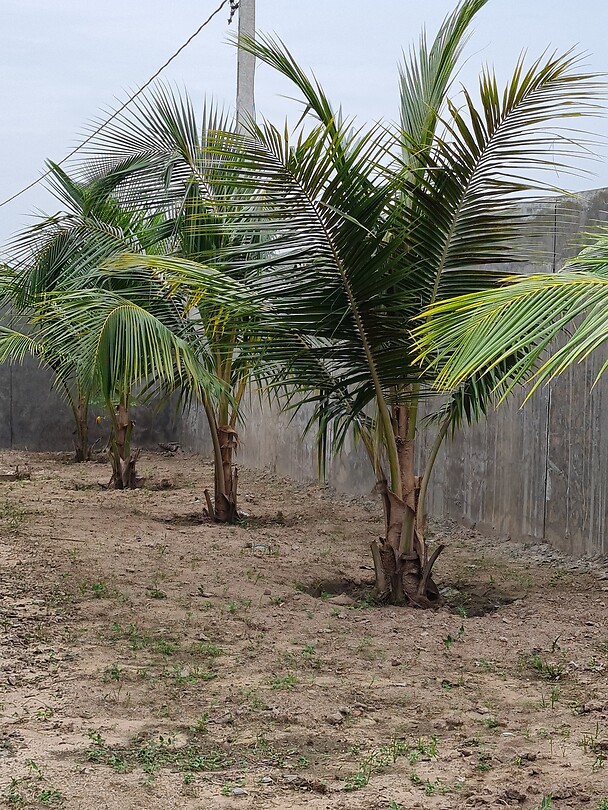 Coconut tree