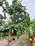 Lemon tree