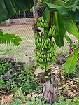 Banana tree